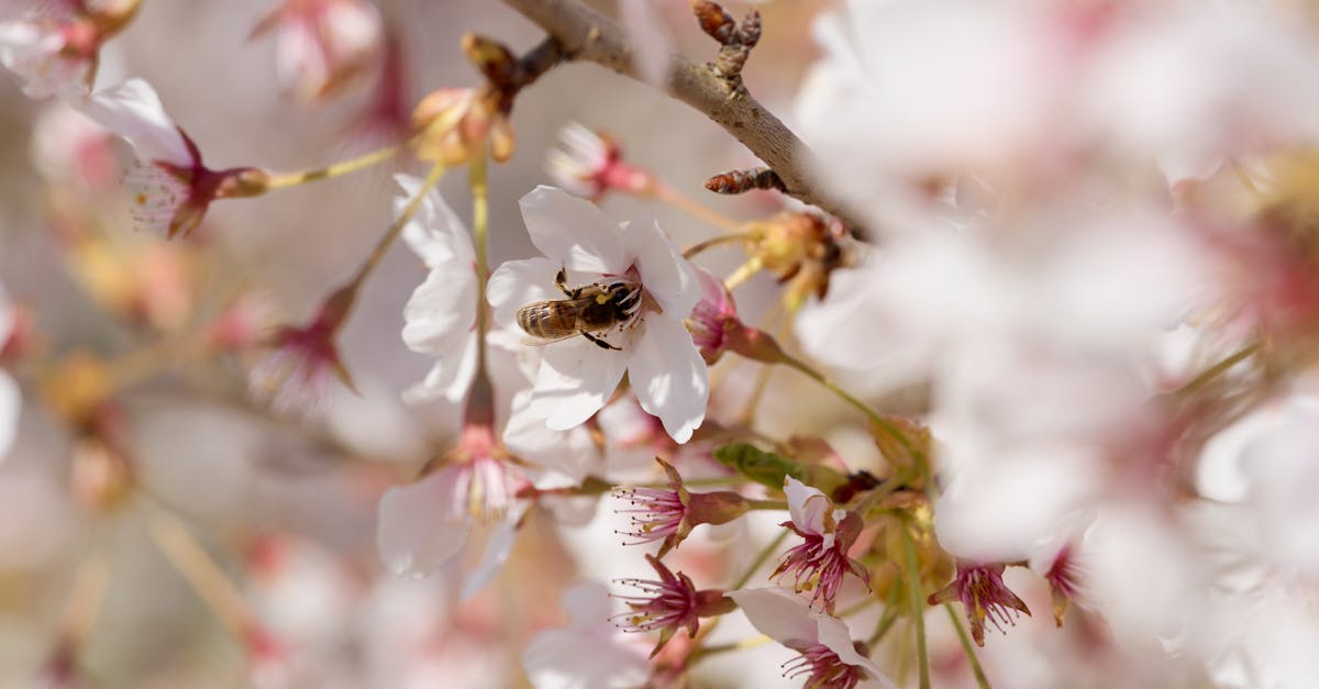 Person wrapped in a scarf walking through a frost-covered park in winter